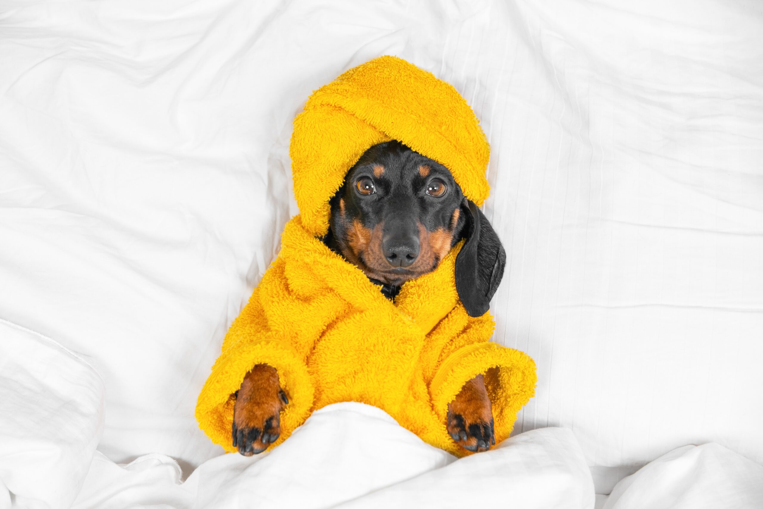 Dachshund,Puppy,In,Bathrobe,And,With,Yellow,Towel,Wrapped,Around